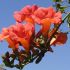 Campsis radicans sau Trambita